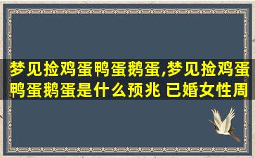 梦见捡鸡蛋鸭蛋鹅蛋,梦见捡鸡蛋鸭蛋鹅蛋是什么预兆 已婚女性周公解梦